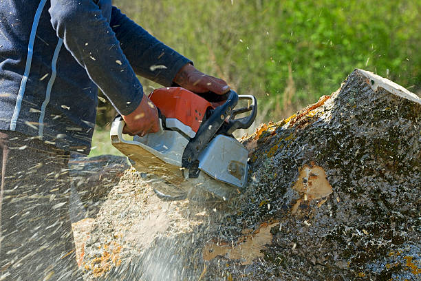 Best Arborist Consultation Services  in Fair Haven, NJ