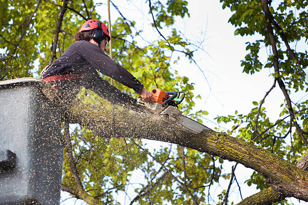 Best Weed Control  in Fair Haven, NJ